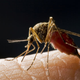 Image for article titled Are We At The Dawn Of The Age of Epidemics?